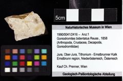 Foto (Objket + Etiketten) von Goniodromites bidentatus (Reuss, 1858) 